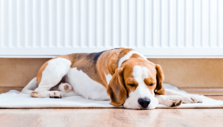 Boiler Service Plan Eaglescliffe